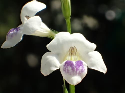 African Coromandel