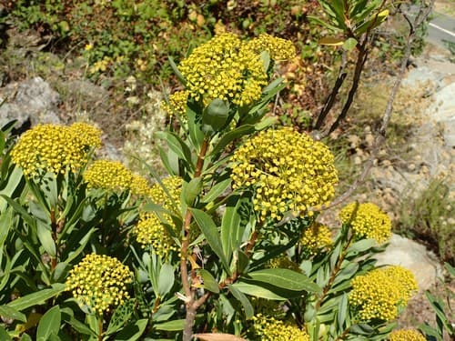 Shrubby Hare's-ear