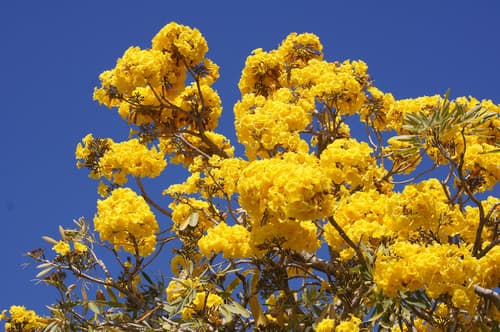 Yellow Trumpet-tree Bonsai