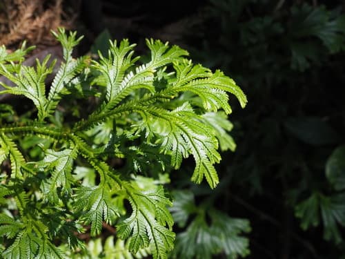 Doederlein's Spikemoss