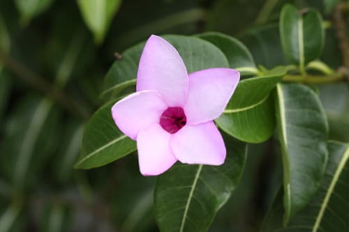 Rubber Vine