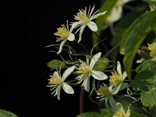 Charming Clematis