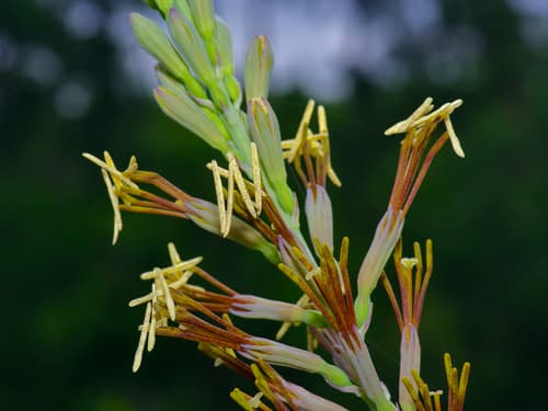 Eastern False Aloe
