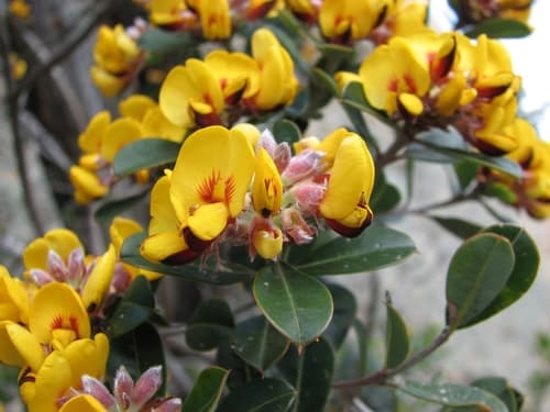 Large-leaf Bush Pea