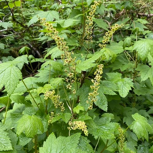 Stink Currant