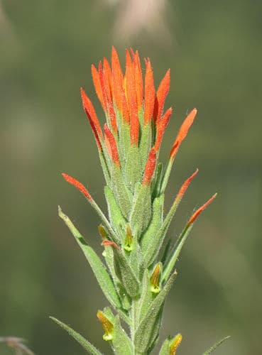 Seep Paintbrush