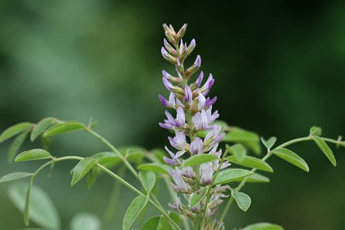 Cultivated Licorice Plant