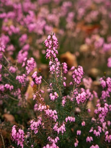 Spring Heath