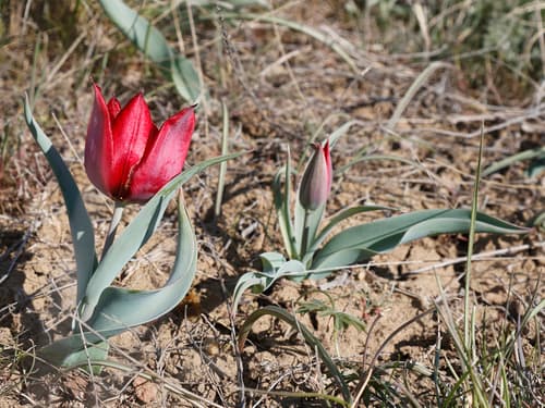 Duc van Thol-Tulip