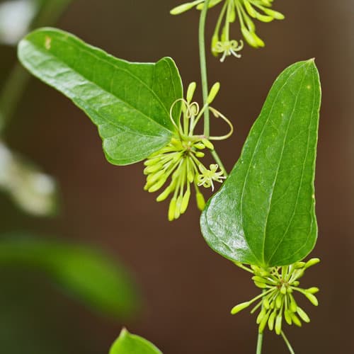 Earleaf Greenbrier