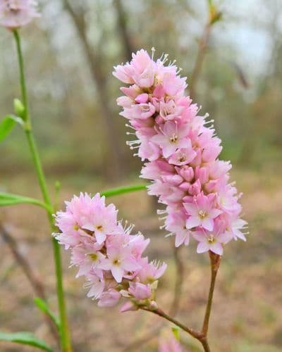 Pink Smartweed