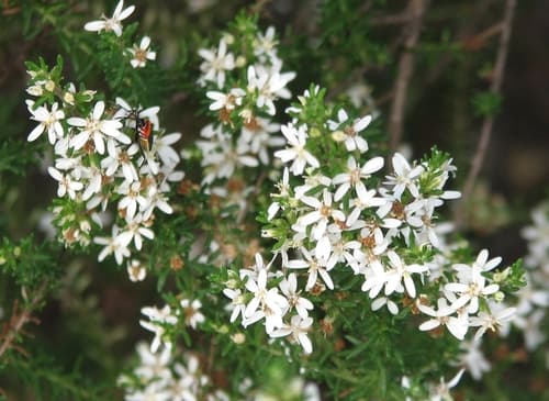 Twiggy Daisy-Bush Bonsai