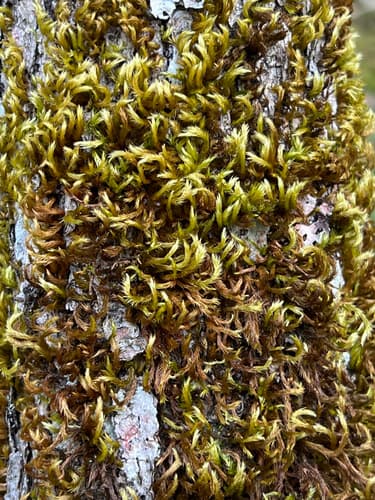 tree mat homalothecium moss