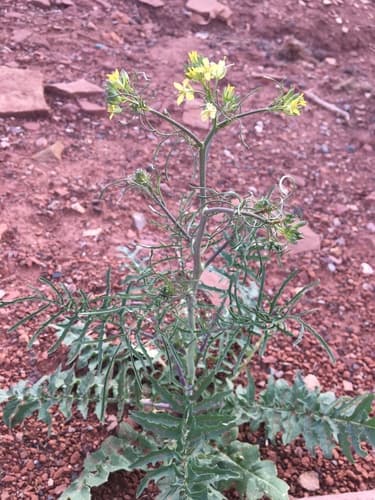Tall Tumblemustard