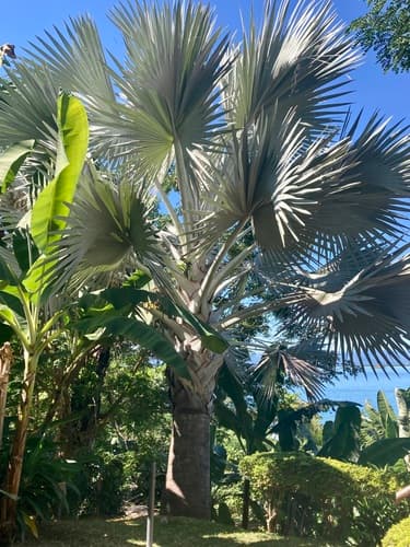 Bismarck Palm