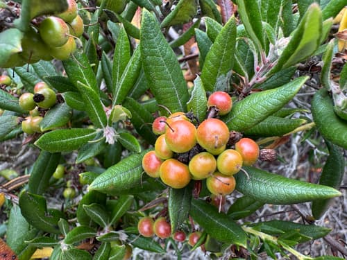 Mission Manzanita