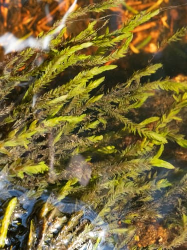 Willow Moss