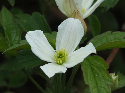 Himalayan clematis