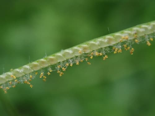 Hilograss