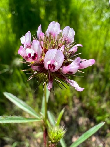 Tomcat Clover