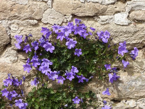 Dalmatian bellflower