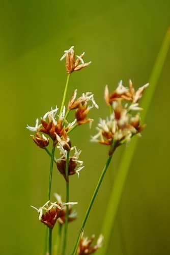 Smooth Saw-Grass