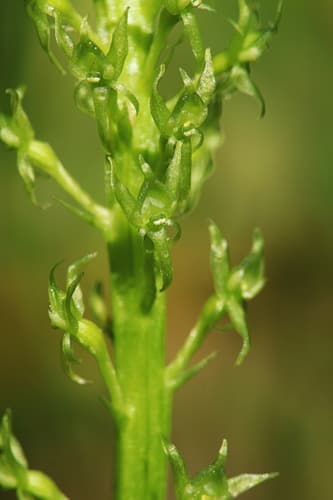 White Adder's Mouth