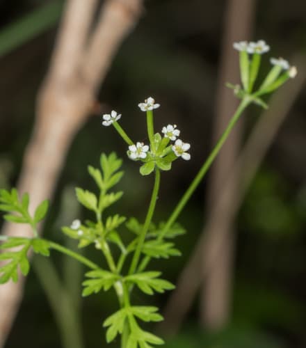 Tainturier's chervil Bonsai