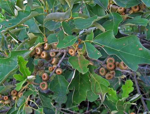 Bear Oak