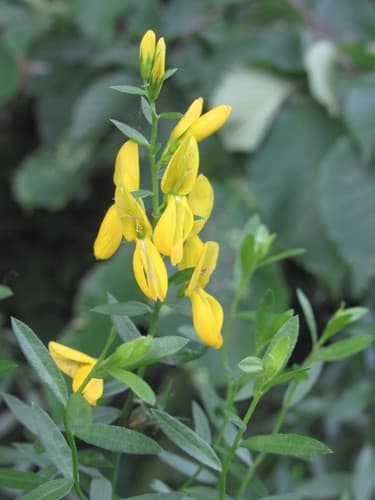 Dyer's Greenweed