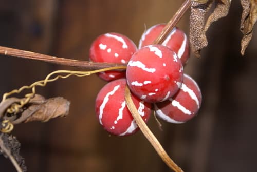 Native Bryony