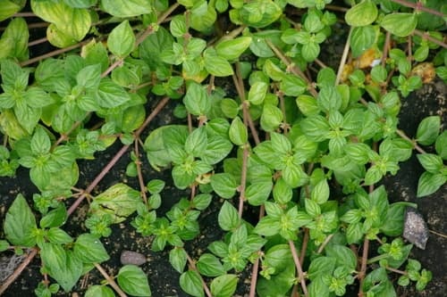 Ceylon Pouzolzia
