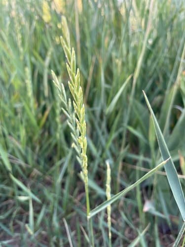 Western Wheatgrass