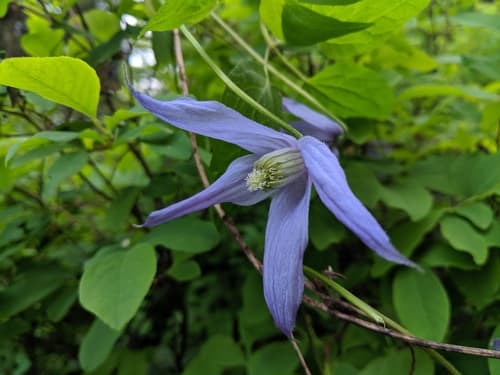 Purple Clematis