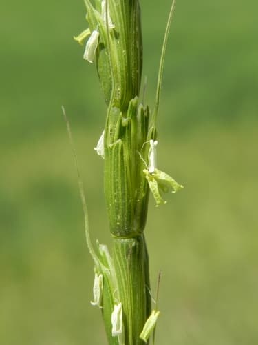Jointed Goat Grass