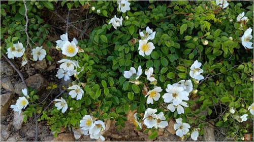 Memorial Rose