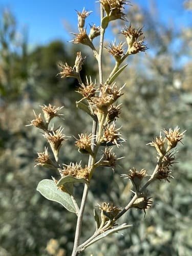Wild Camphorbush