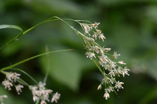 White Woodrush