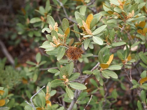 Bush Chinquapin Bonsai