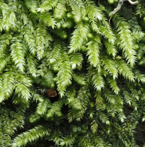 Elegant Silk-moss