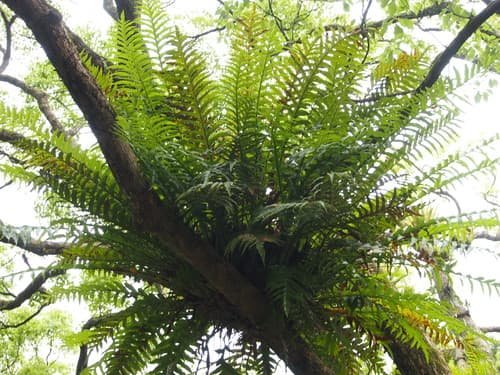 Rock-ginger Fern