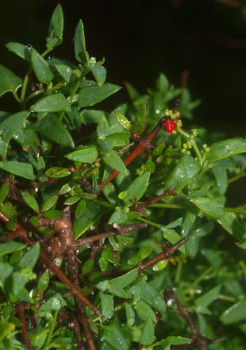 Climbing Saltbush Bonsai