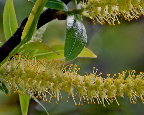 Carolina willow