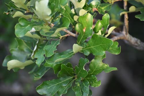Bastard Oak Bonsai