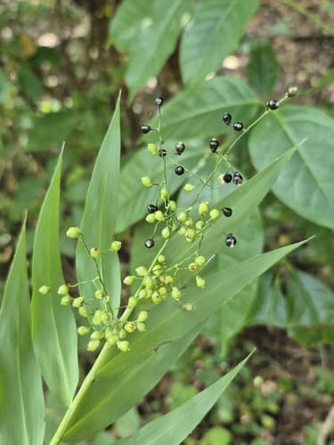 Smallcane