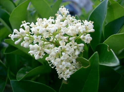 Wax-leaf Ligustrum Bonsai