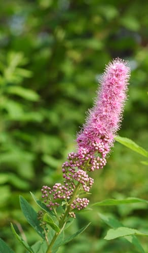 Bridewort