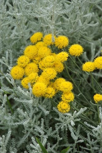 Lavender-cotton