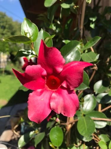 Brazilian jasmine