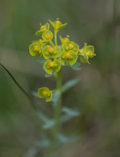 Steppe Spurge
